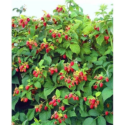 Саженцы Саженцы Малиновое дерево Таруса, арт.: 20297