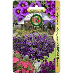 Калибрахоа гибридная Каблум Деним