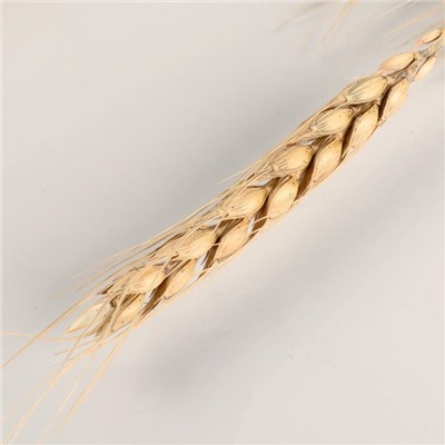 Сухоцветы «Пшеница», h=60 см, набор 10 шт., бежевые