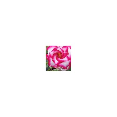 Adenium Obesum Double Flower ROYAL EMPRESS