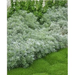 Саженцы Полынь Шмидта Нана, арт.: 69957