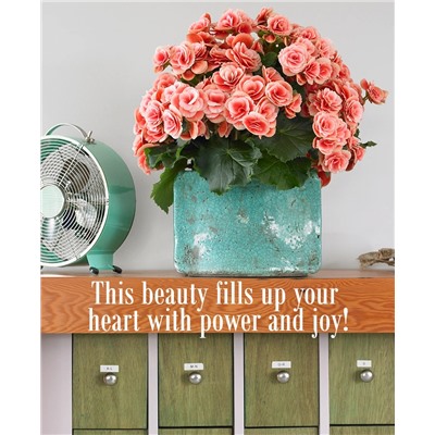 Набор бегоний элатиор №3