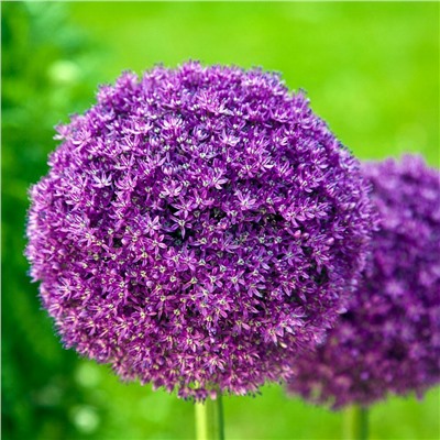 Allium Giganteum "Лук декоративный Гигантеум"