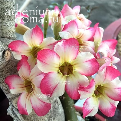 Adenium Obesum Desert Rose DAME