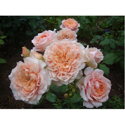 Festival des Jardins de Chaumont "Фестиваль де Жордан де Шомон"