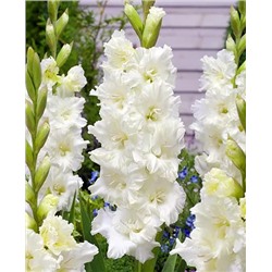 Луковицы Гладиолус Мурманск, арт.: 19049