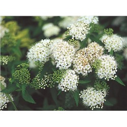 Спирея японская Albiflora "Альбифлора" Р9