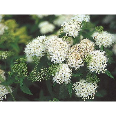 Спирея японская Albiflora "Альбифлора" Р9