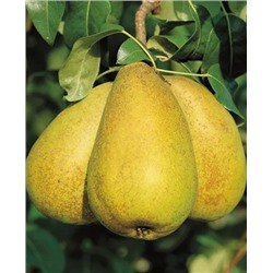 Саженцы Груша Апрелька, арт.: 584