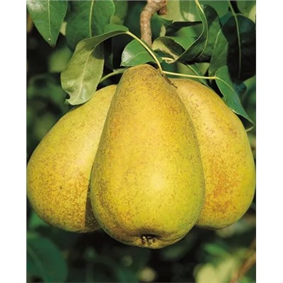 Саженцы Груша Апрелька, арт.: 584
