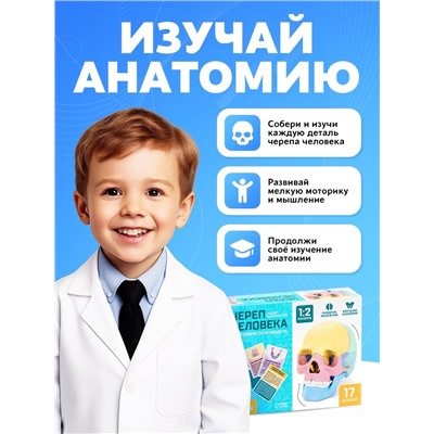 Набор для опытов «Череп человека», анатомическая модель