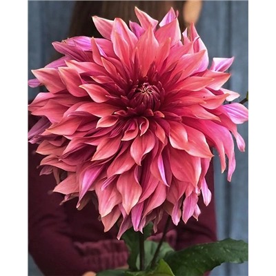 Клубни Георгин крупноцветковый Пеннхилл Дарк Монарх, арт.: 74605