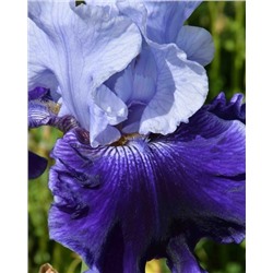 Луковицы (корни) Ирис бородатый Ворлд Премьер, арт.: 74591