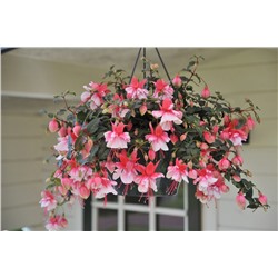 Набор полуампельных фуксий