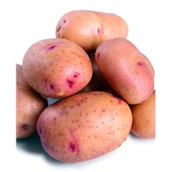 Семенной Картофель Жуковский ранний, арт.: 4048