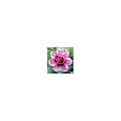 Adenium Obesum Double Flower STARRY NIGHT