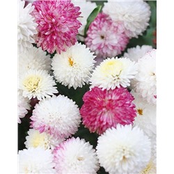 Саженцы Хризантема корейская Умка, арт.: 74692