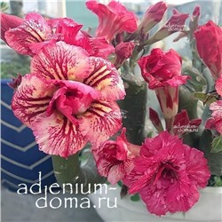 Adenium Obesum Double Flower HUYNH NGAN mutation