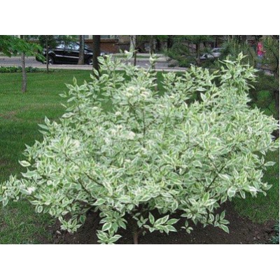 Дерен белый Elegantissima "Элегантиссима" Р9