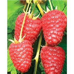 Саженцы Саженцы Малина Амира, арт.: 70256