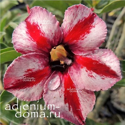 Adenium Obesum Desert Rose CAPRICORN II