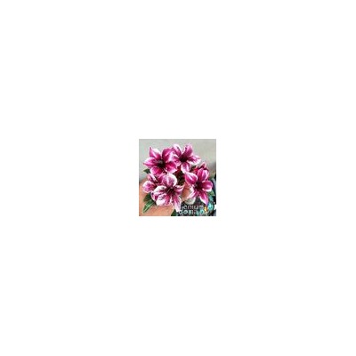 Adenium Obesum Desert Rose BARBIE GIRL