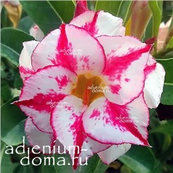 Adenium Obesum Double Flower BLESSING STAR