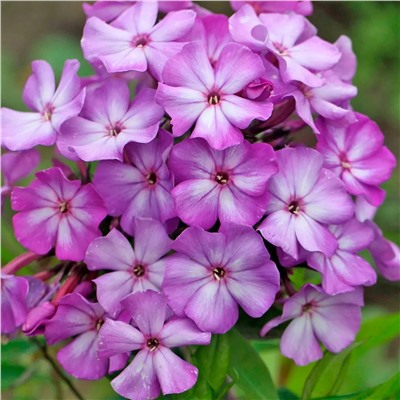 Флокс метельчатый Андрейка, арт.: 75262