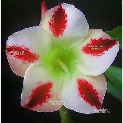 Adenium Obesum Desert Rose PHOENIX