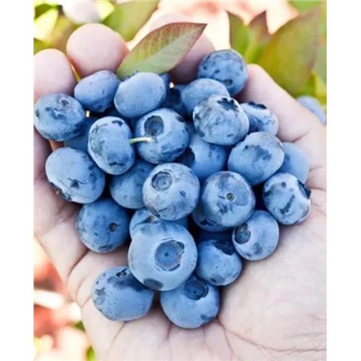 Саженцы Голубика Шантеклер, арт.: 69483