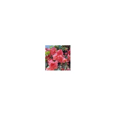Begonia ILLUMINATION ® 'PINK' (Бегония)