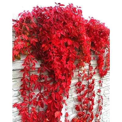 Саженцы Виноград девичий пятилисточковый Мурорум, арт.: 74668