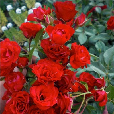 Роза почвопокровная Red Cascade "Ред Каскад"