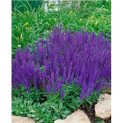 Саженцы Шалфей дубравный Виолет квин, арт.: 69343