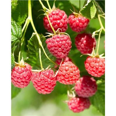 Саженцы Саженцы Малина нектарная Хейса, арт.: 70435