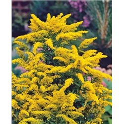 Золотарник Голдкинг, арт.: 73100