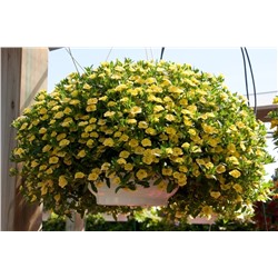 Набор махровых калибрахоа №1