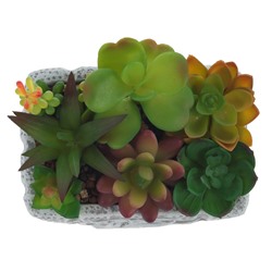 Цветочная композиция "Суккуленты", L16 W11,5 H16 см