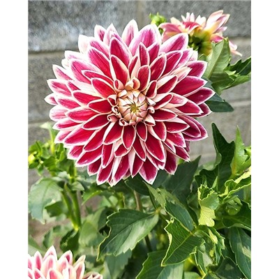 Клубни Георгин декоративный Максим, арт.: 74609