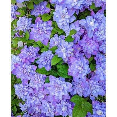 Саженцы Клематис витицелла Блю Эксплоужен, арт.: 69268