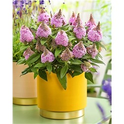 Саженцы Буддлея Литл Рокстарс Пинк, арт.: 74756