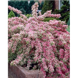 Саженцы Вейгела Варьегата, арт.: 9575