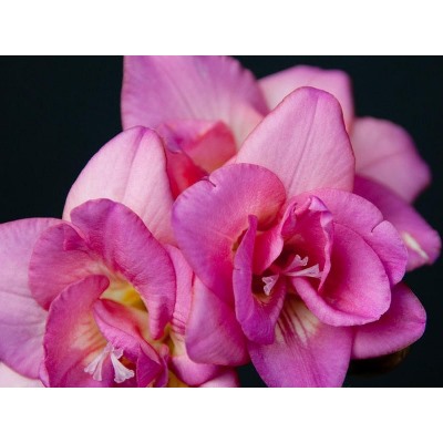 Фрезия махровая розовая "Freesia Pink" 10шт