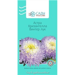 Астра Хризантелла Винтер лук, арт.: 69818