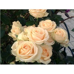 Avalanche Peach "Аваланж Пич"