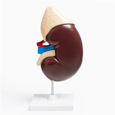 Анатомическая модель «Макет почки человека», 14×30 см