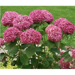 Саженцы Гортензия древовидная Руби Аннабель, арт.: 75310