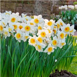 Луковицы Нарцисс Айс Фоллис, арт.: 75186