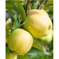 Саженцы Яблоня Голден Делишес, арт.: 70093