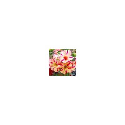 Adenium Obesum Desert Rose BUMBLEBEE